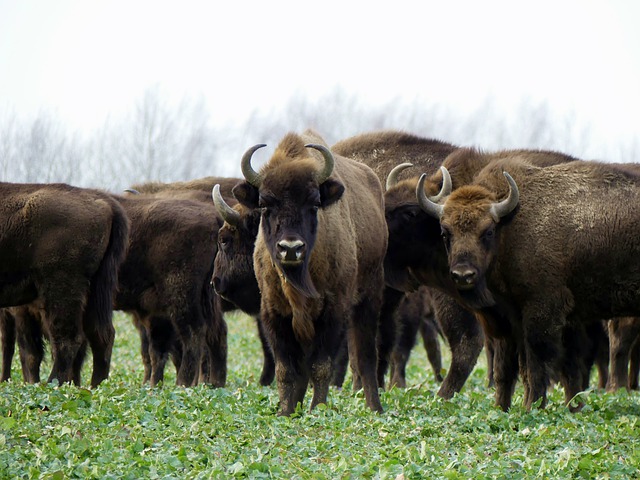 Boreal-Forest-Mammals-Herbivores-Bison