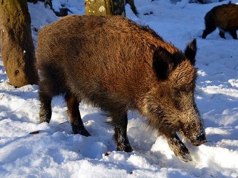 Boreal-Forest-Mammals-Herbivores-Boar