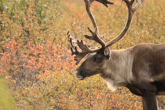 Boreal-Forest-Mammals-Herbivores-Caribou