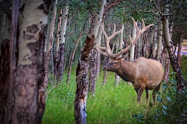 Boreal-Forest-Mammals-Herbivores-Elk