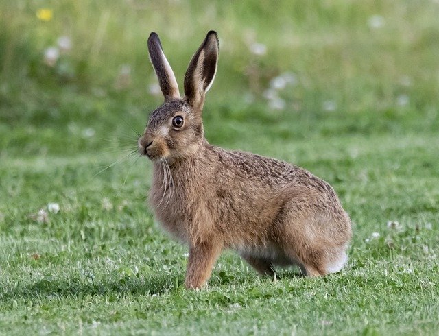 Boreal-Forest-Mammals-Herbivores-Hare