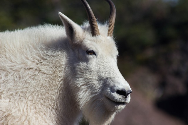 Boreal-Forest-Mammals-Herbivores-Mountain-Goat