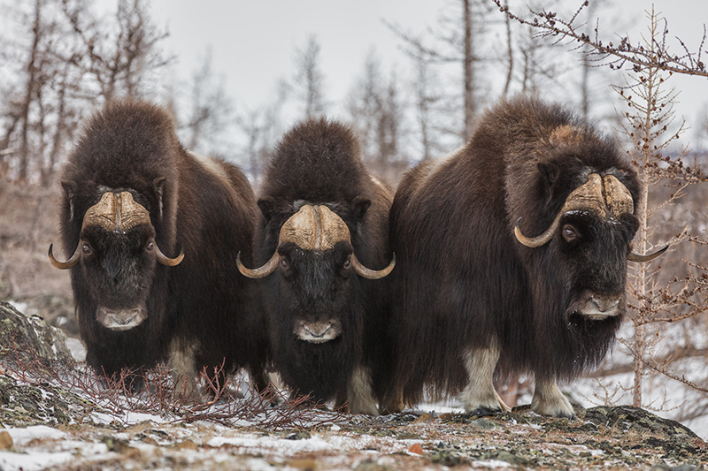 Boreal-Forest-Mammals-Herbivores-Muskox