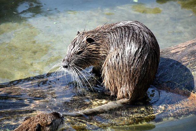 Boreal-Forest-Mammals-Herbivores-Muskrat