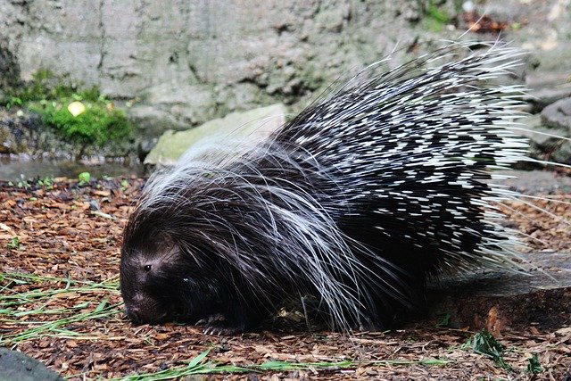 Boreal-Forest-Mammals-Herbivores-Porcupine