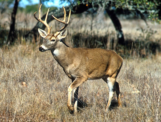 Boreal-Forest-Mammals-Herbivores-White-Tailed-Deer