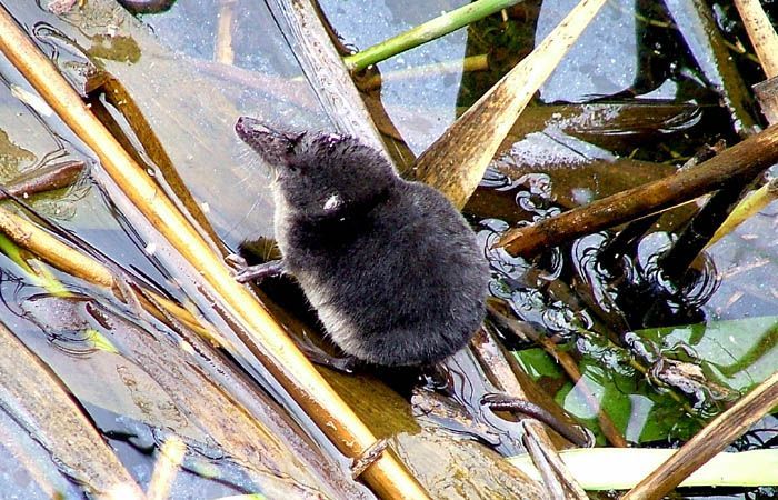 Boreal-Forest-Mammals-Insectivora-American-Water-Shrew-1