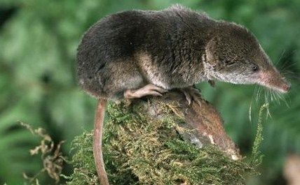 Boreal-Forest-Mammals-Insectivora-Gaspe-Shrew