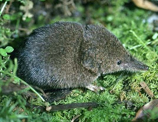 Boreal-Forest-Mammals-Insectivora-Masked-Shrew