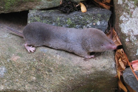 Boreal-Forest-Mammals-Insectivora-Northern-Short-Tailed-Shrew