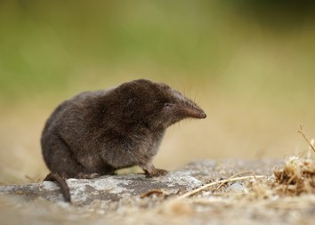 Boreal-Forest-Mammals-Insectivora-Pigmy-Shrew