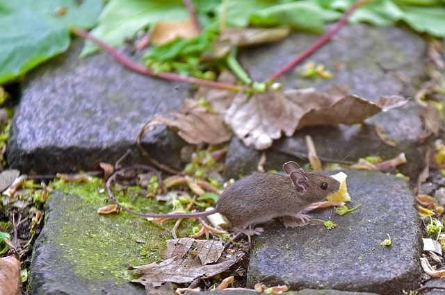 Boreal-Forest-Mammals-Muridae-House-Mouse