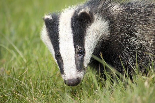 Boreal-Forest-Mammals-Mustelidae-Badger