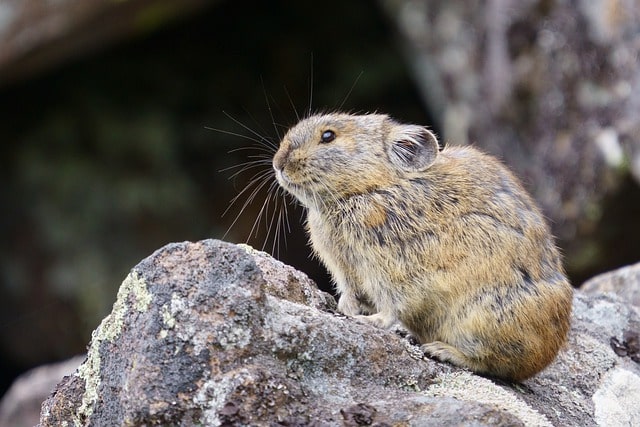 Boreal-Forest-Mammals-Ochotonida-Northern-Pika-