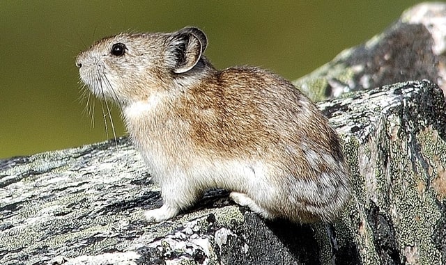 Boreal-Forest-Mammals-Ochotonidae-Collared-Pika