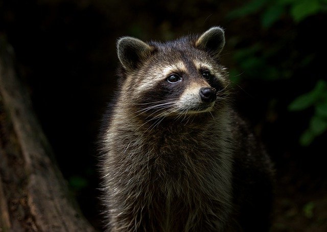 Boreal-Forest-Mammals-Omnivores-Raccoon