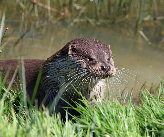 Boreal-Forest-Mammals-Omnivores-River-Otters