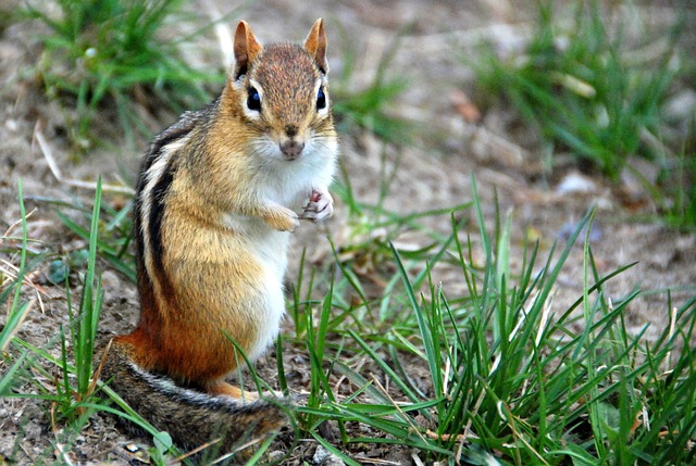 Boreal-Forest-Mammals-Sciuridae-Eastern-Chipmunk