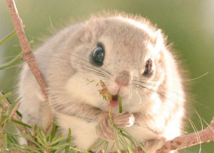 Boreal-Forest-Mammals-Sciuridae-Hokkaido-Flying-Squirrel