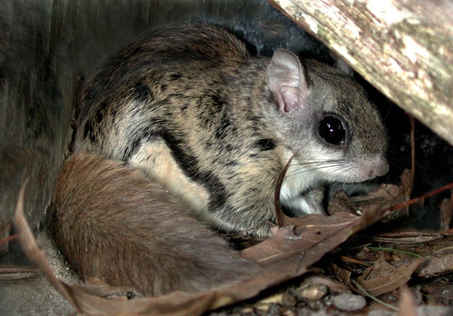 Boreal-Forest-Mammals-Sciuridae-Northern-Flying-Squirrel