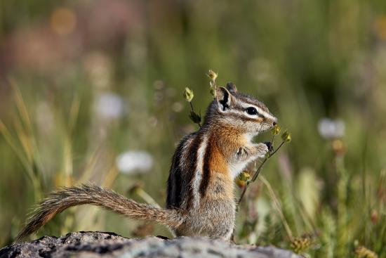 Boreal-Forest-Mammals-Scuriadae-Least-Chipmunk