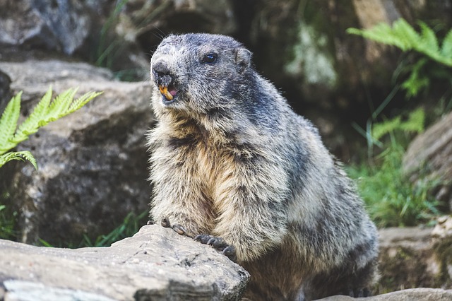 Boreal-Forest-Mammals-Scuridae-Marmot