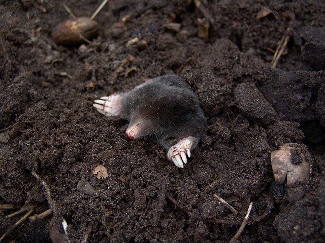 Boreal-Forest-Mammals-Talipidae-European-Mole