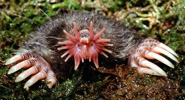 Boreal-Forest-Mammals-Talpidae-Star-nosed-Mole