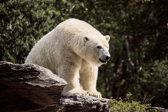 Boreal-Forest-Mammals-Ursidae-Polar-Bears