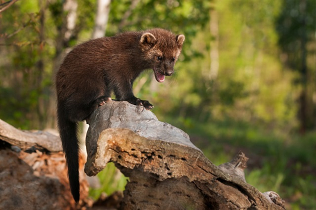 Boreal Forest Mammals - carnivores - fisher