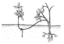 Start-a-Plant-Nursery-Propagation-by-Ground-Layering