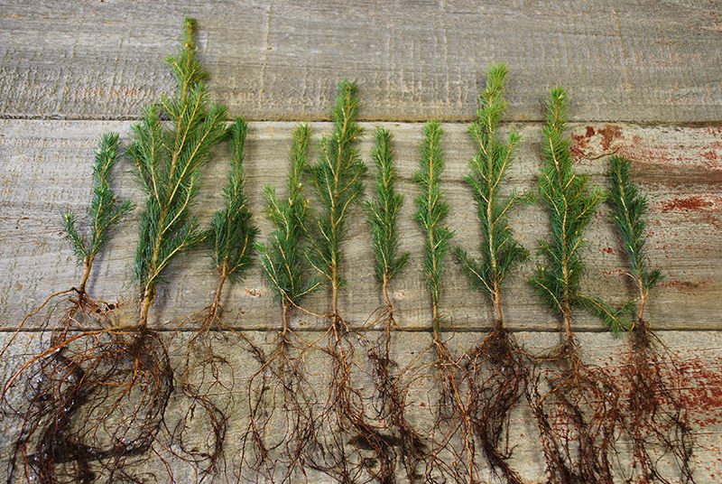 Start-a-Plant-Nursery-Seedlingsv