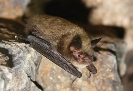 boreal-forest-mammals-Chiroptera-Little-Brown-Bat-1