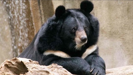 boreal-forest-mammals-Ursidae-Asiatic-Black-Bear