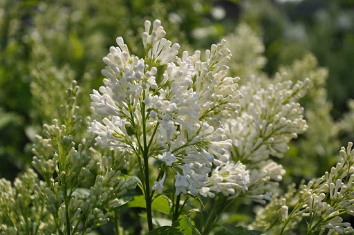 Agnes-Smith-Lilac-Syringa-x-prestoniae-‘Agnes-Smith-zone-2-perennial-shrub