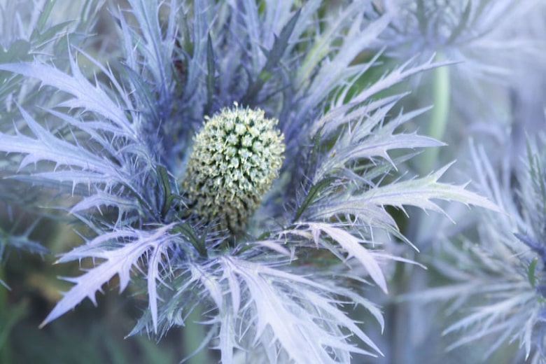 Alpine-Sea-Holly-Eryngium-alpinum-zone-2-perennial-shrub