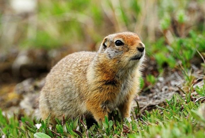 Arctic-Ground-Squirrel-min