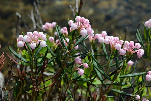 Bog-Rosemary-Andromeda-polifolia-zone-2-perennial-shrub