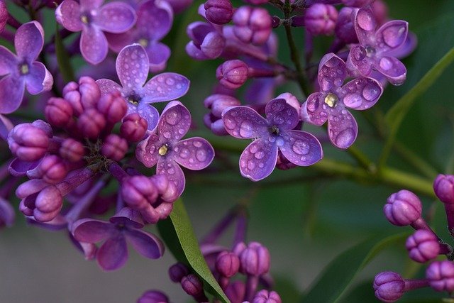 Common-lilac-Syringa-vulgaris-zone-2-perennial-shrub