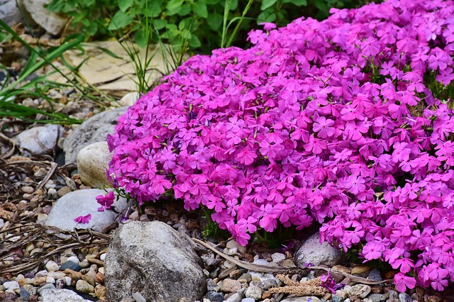 Creeping-Phlox-Phlox-subulata-Zone-2-perennial-shrub