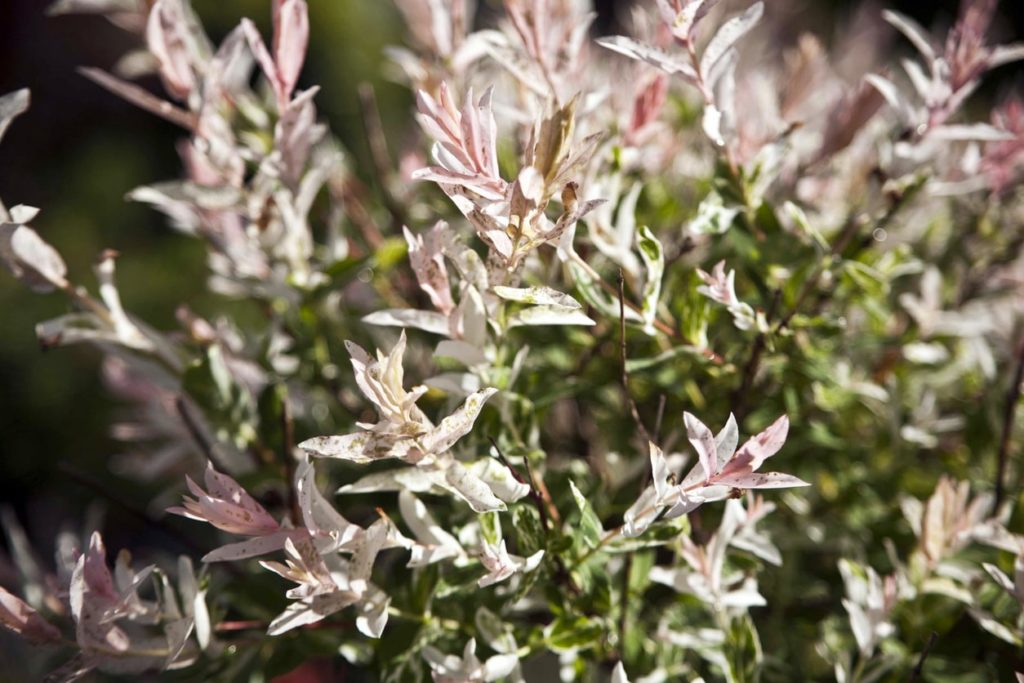 Dappled-Willow-salix-integra-zone-2-perennial-shrub