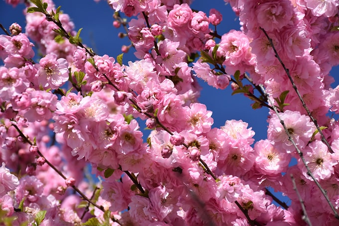 Double-Flowering-Plum-Prunus-triloba-Multiplex-zone-2-perennial-shrub