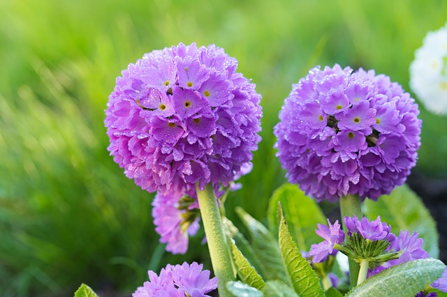 Drumstick-Primula-Primula-denticulata-Zone-2-perennial-shrub