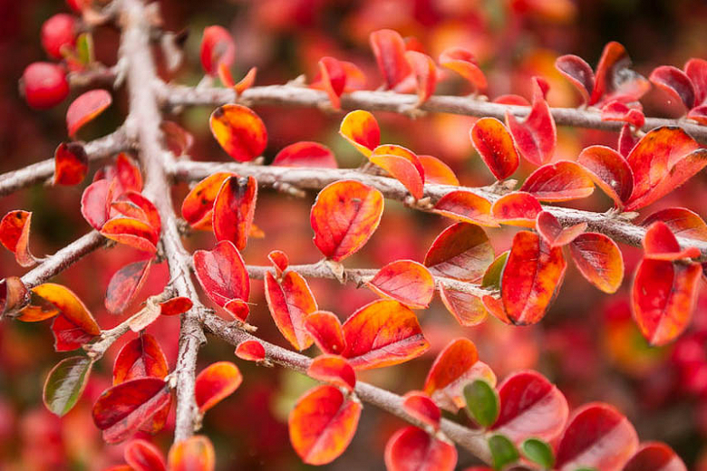 Hedge-cottoneaster-Cotoneaster-lucidus-zone-2-perennial-shrub