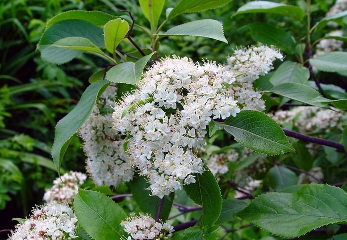 Highbush-cranberry-viburnum-trilobum-zone-2-perennial-shrub