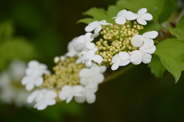 Highbush-cranberry-viburnum-trilobum-zone-2-commercial-plants