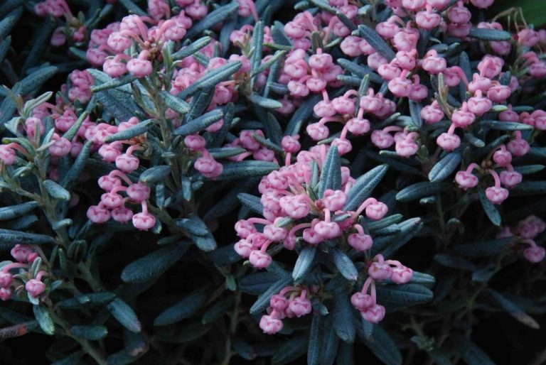 How to Propagate Bog Rosemary (Andromeda polifolia)