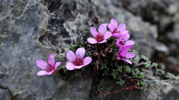 How-to-Propagate-Mountain-Saxifrage-saxifraga-oppositifolia (1)