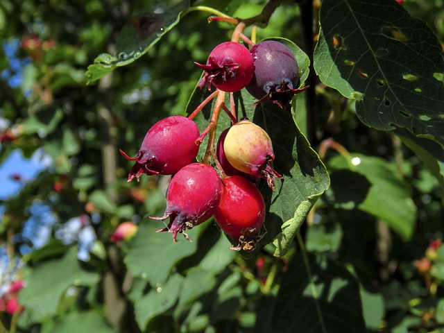How to Propagate Saskatoon serviceberry Bush Amelanchier alnifolia zone 2 shrubs