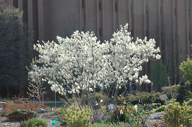 How to Propagate Saskatoon serviceberry Bush Amelanchier alnifolia zone 2 shrubs